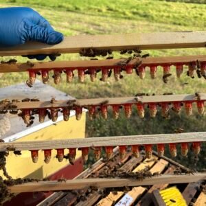 2026 Preorder Queen Cells - Varroa Resistant Stock