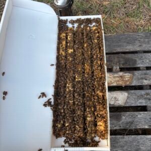 2026 Preorder 5 frame Nuc Colony with Mated Queen - Varroa Resistant Stock